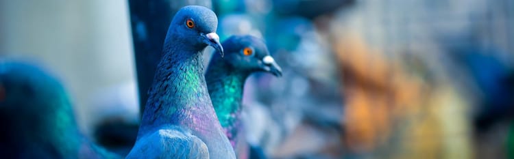 A pair of iridescent-winged pigeons in front of a blurred metropolitan scene.
