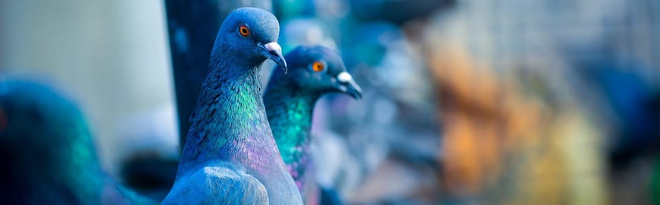 A pair of iridescent-winged pigeons in front of a blurred metropolitan scene.